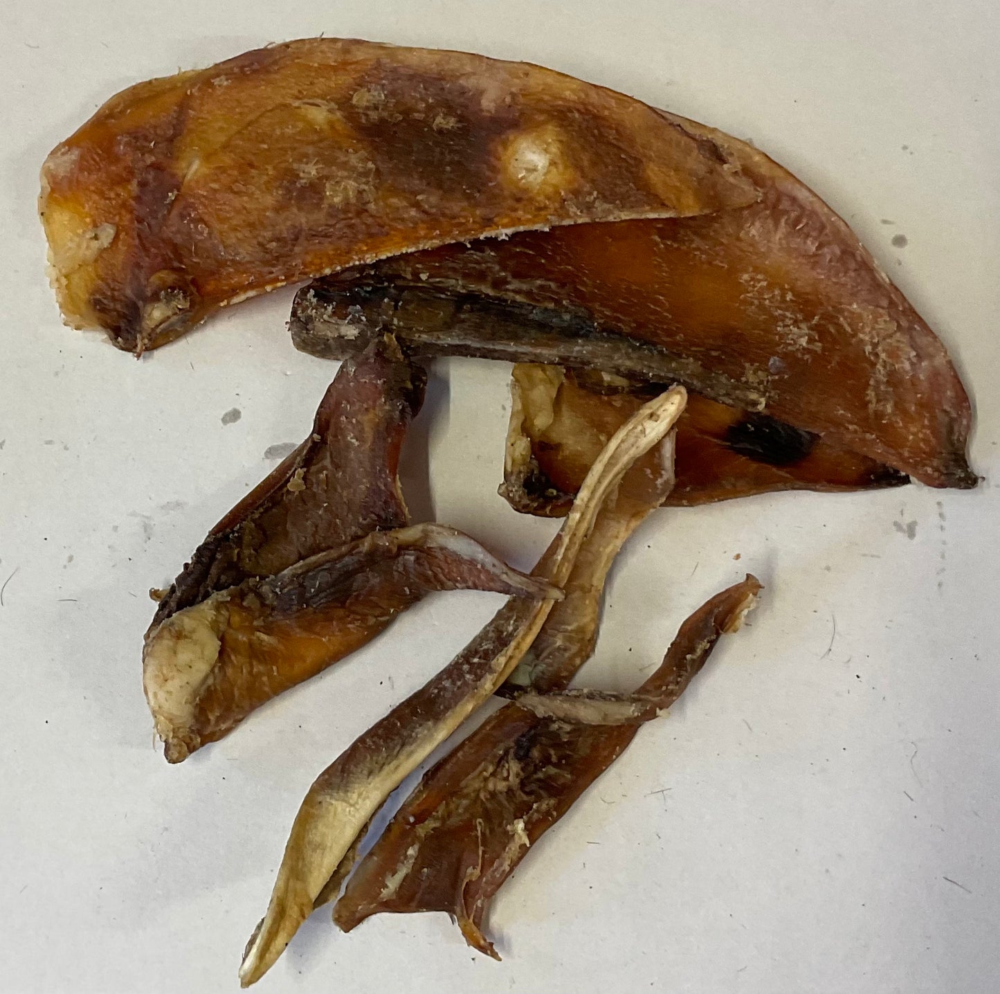 Moon Bones (cartilage)